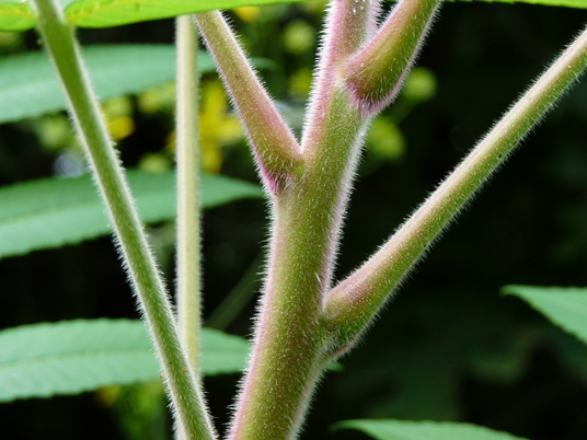 {Rhus typhina}
